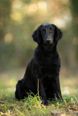 Les chiots de Flat Coated Retriever