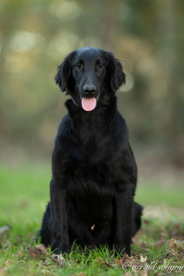 Les chiots de Flat Coated Retriever