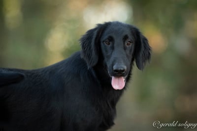 Les chiots de Flat Coated Retriever
