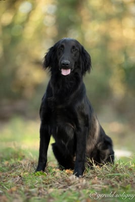Les chiots de Flat Coated Retriever