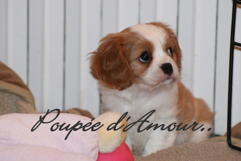 Publication : du Val D'Assango