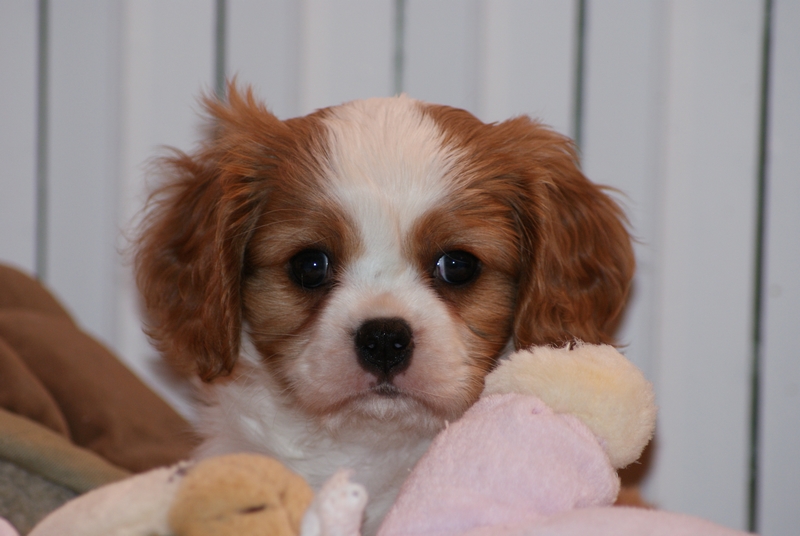 Publication : du Val D'Assango