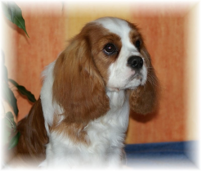 Endless love of Sevijean's - 1er Très Prometteur