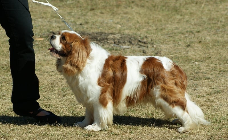 Endless love of Sevijean's - 2ème Excellent