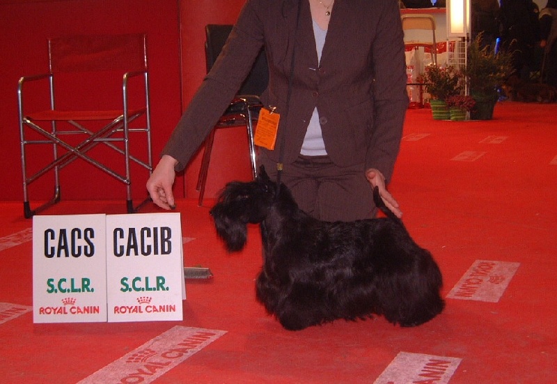 CH. Sinequanone Uguette - CACS-CACIB-BOS