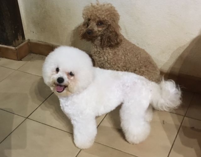 Publication : Del rey rakashi Auteur : CG