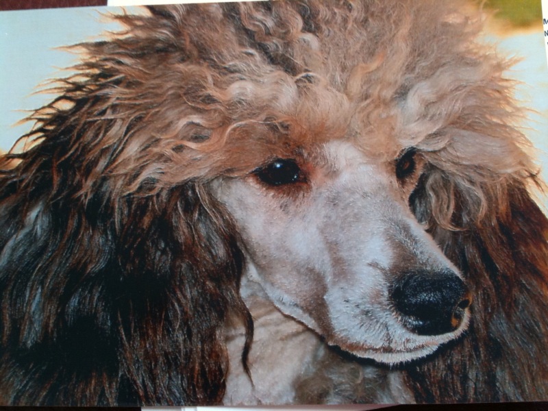 Publication : Del rey rakashi Auteur : CATHERINE GARCIA