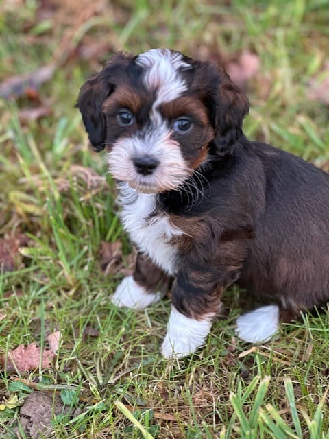 MALE FAUVE A PANACHURES BLANCHES