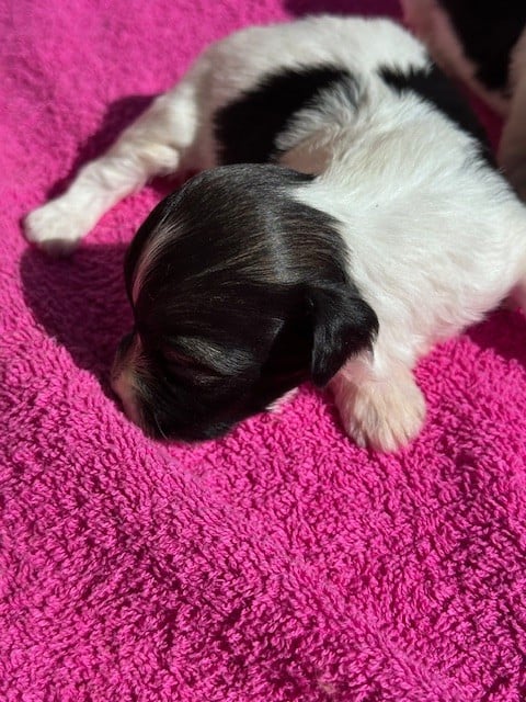 FEMELLE NOIRE ET BLANCHE