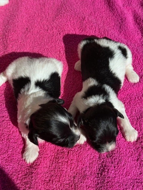 FEMELLE NOIRE ET BLANCHE