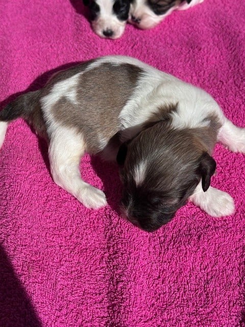 MALE DORE GENE MARRON