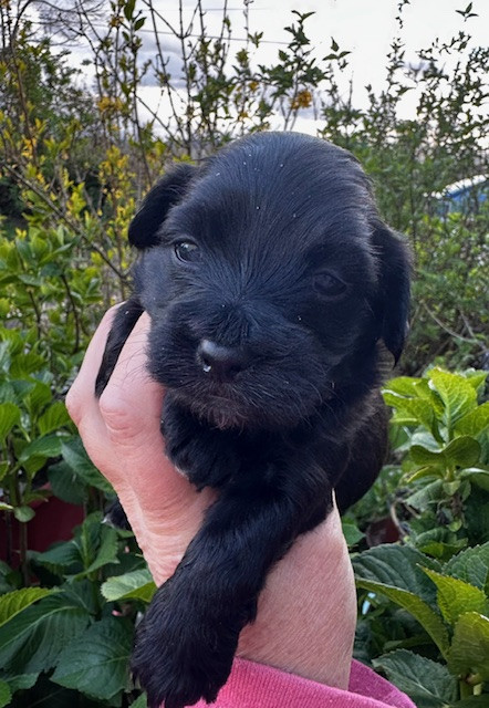 FEMELLE NOIRE - Bichon Havanais