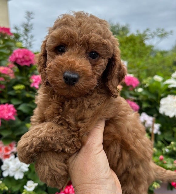 MALE NAIN FAUVE - Caniche