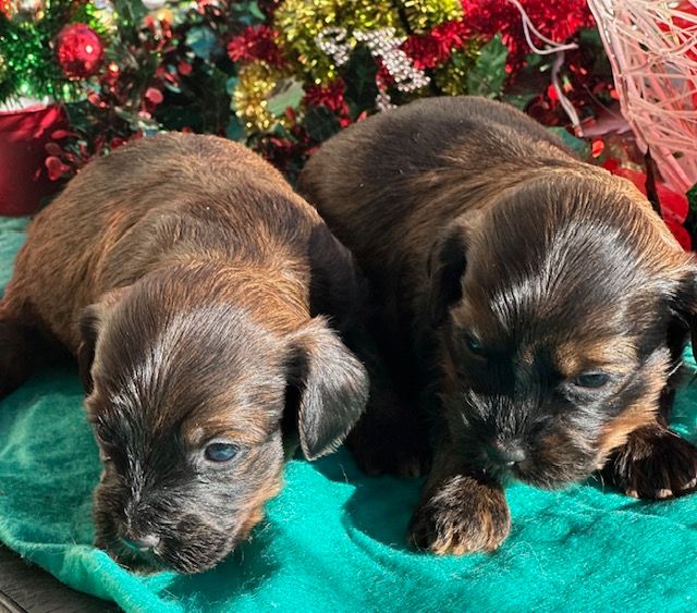 CHIOT 6 - Bichon Havanais