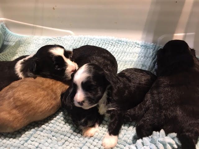 Del rey rakashi - Bichon Havanais - Portée née le 08/12/2018