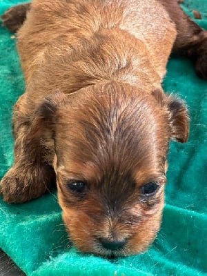 FEMELLE FAUVE ROUGE - Bichon Havanais