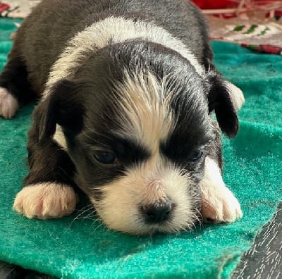 MALE NOIR ET BLANC - Bichon Havanais