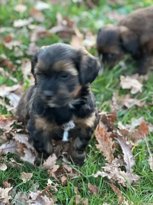 Les chiots de Bichon Havanais