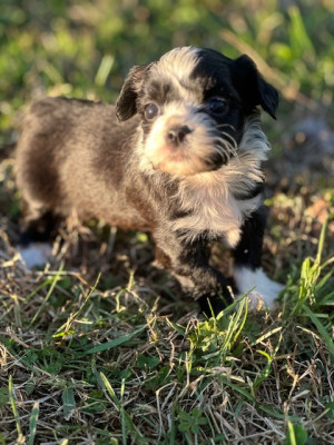 Les chiots de Bichon Havanais