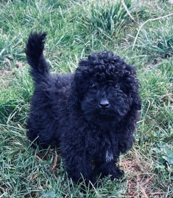 Les chiots de Caniche