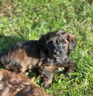 Les chiots de Bichon Havanais