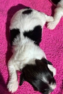 Les chiots de Bichon Havanais