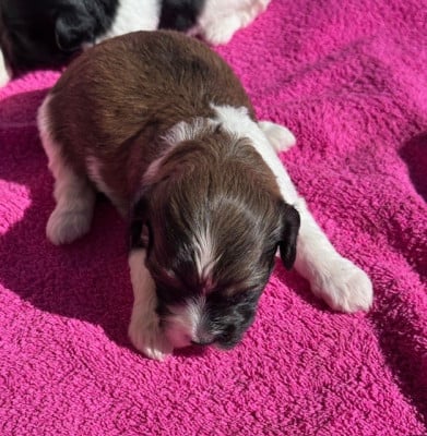 Les chiots de Bichon Havanais