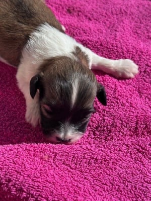 Les chiots de Bichon Havanais