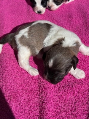 Les chiots de Bichon Havanais