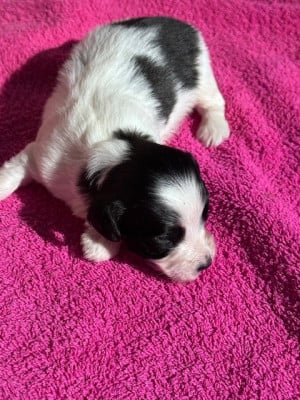 Les chiots de Bichon Havanais