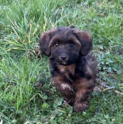 Les chiots de Bichon Havanais