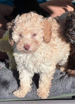 Les chiots de Caniche