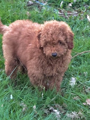 Les chiots de Caniche