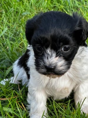 Les chiots de Bichon Havanais