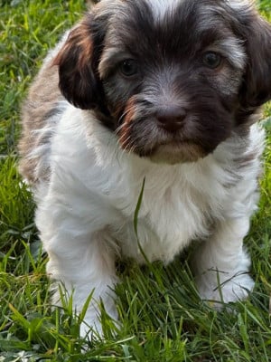 Les chiots de Bichon Havanais