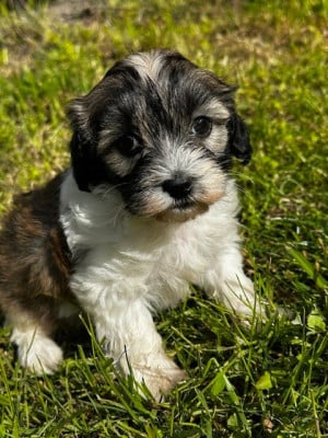 Les chiots de Bichon Havanais