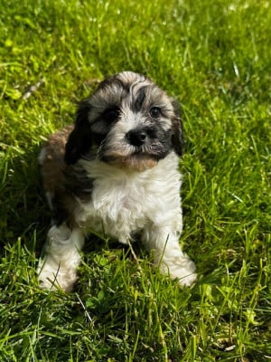Les chiots de Bichon Havanais