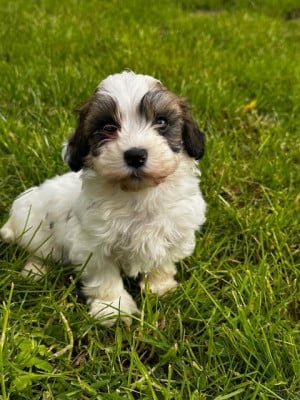 Les chiots de Bichon Havanais