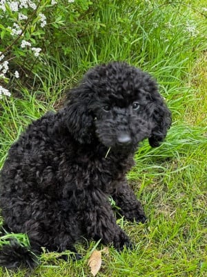 Les chiots de Caniche