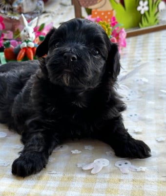 Les chiots de Bichon Havanais
