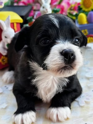 Les chiots de Bichon Havanais