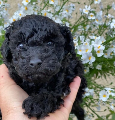 Les chiots de Caniche