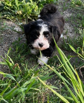 Les chiots de Bichon Havanais