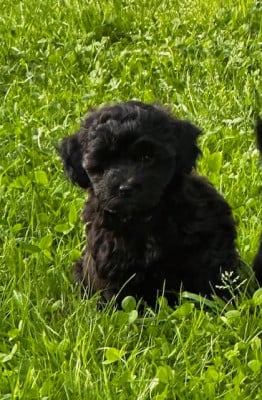 Les chiots de Bichon Havanais