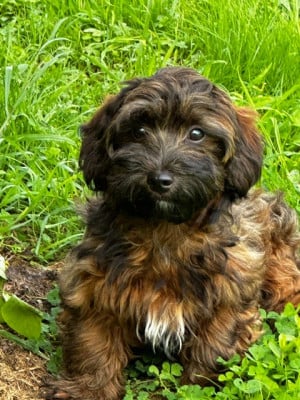 Les chiots de Bichon Havanais