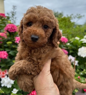 Les chiots de Caniche
