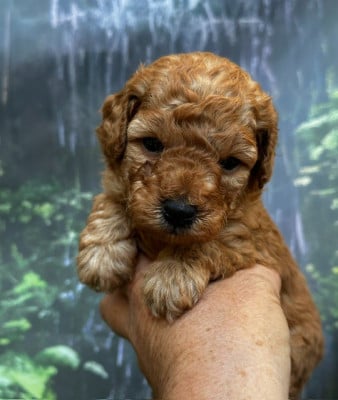 Les chiots de Caniche