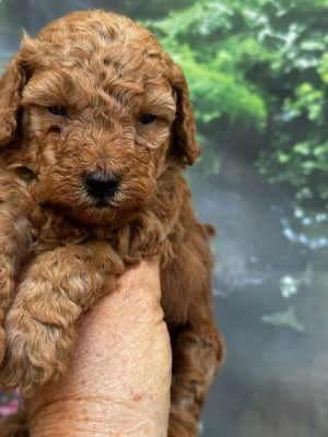 Les chiots de Caniche