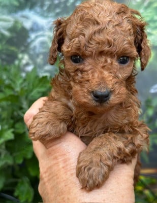Les chiots de Caniche