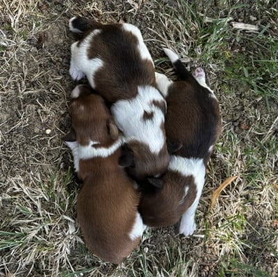 Les chiots de Bichon Havanais
